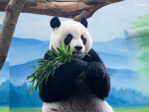 臺北市立動物園為圓仔完成例行健檢，整體健康良好持續穩定